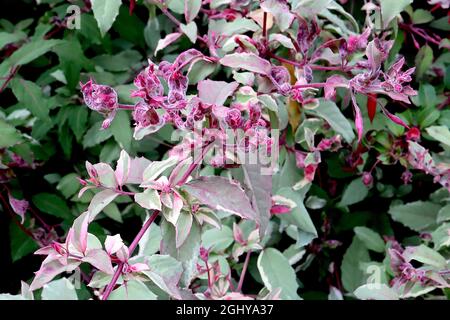 Fuchsia magellanica var gracilis ‘Versicolor’ Purpurröhrchen und purpurrote Sepalen, bunte Blätter und rote Stängel, August, England, Großbritannien Stockfoto