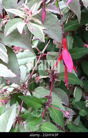 Fuchsia magellanica var gracilis ‘Versicolor’ Purpurröhrchen und purpurrote Sepalen, bunte Blätter und rote Stängel, August, England, Großbritannien Stockfoto