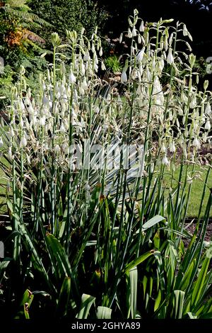 Galtonia candicans Sommerhyazinthe – weiße glockenförmige Blüten auf sehr hohen Stielen, August, England, Großbritannien Stockfoto