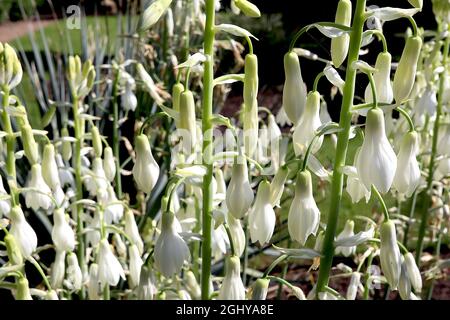 Galtonia candicans Sommerhyazinthe – weiße glockenförmige Blüten auf sehr hohen Stielen, August, England, Großbritannien Stockfoto