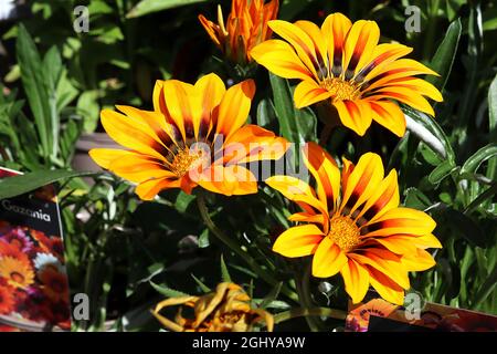 Gazania rigens ‘Kiss Orange Flame’ Schatzblume Orange Flame - tiefgelbe Blüten mit orangefarbenem mittelriegel und schwarzen Ligeln, August, England, Großbritannien Stockfoto