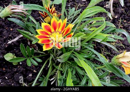 Gazania rigens ‘Totonaca’ Schatzblume Totonaca – gelbe Blüten mit roten, pinsenartigen Markierungen und hellbraunen Liguli, August, England, Großbritannien Stockfoto