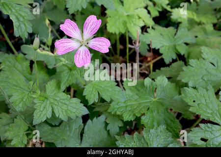 Geranium nodosum geknotete Kranzschnabel – tiefrosa Blüten, weißes Zentrum, karmesinrote Adern, gekerbte Blütenblätter, August, England, Großbritannien Stockfoto