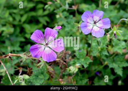 Geranium ‘Rozanne’ Geranium Gerwat – violett blaue Blüten mit weißem Zentrum und violetten radialen Adern, August, England, Großbritannien Stockfoto