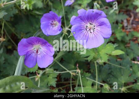 Geranium ‘Rozanne’ Geranium Gerwat – violett blaue Blüten mit weißem Zentrum und violetten radialen Adern, August, England, Großbritannien Stockfoto