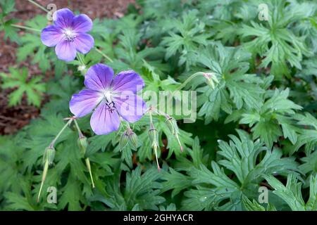 Geranium ‘Rozanne’ Geranium Gerwat – violett blaue Blüten mit weißem Zentrum und violetten radialen Adern, August, England, Großbritannien Stockfoto