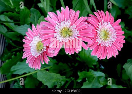 Gerbera ‘Garvinea Sweet Memories’ Transvaal Daisy Sweet Memories – mittelgroße rosa Blüten mit weißen Rändern und kurzen inneren weißen Blütenblättern, August, Großbritannien Stockfoto