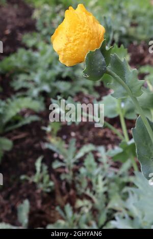 Glaucium flavum gelber gehörnter Mohn – knittergelbe Blüten und blaugrüne Blätter, August, England, Großbritannien Stockfoto