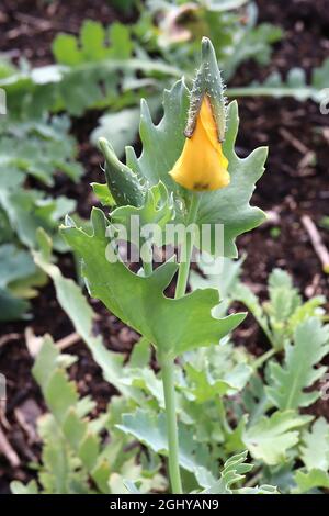 Glaucium flavum gelber gehörnter Mohn – knittergelbe Blüten und blaugrüne Blätter, August, England, Großbritannien Stockfoto