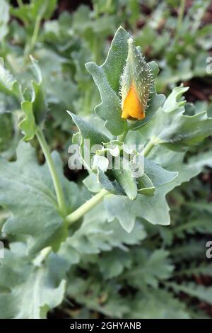 Glaucium flavum gelber gehörnter Mohn – knittergelbe Blüten und blaugrüne Blätter, August, England, Großbritannien Stockfoto