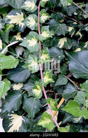 Hedera Helix ‘Goldheart’ englischer Efeu Goldheart – kleine dunkelgrüne Blätter mit zentralem Goldspritzer, August, England, Großbritannien Stockfoto