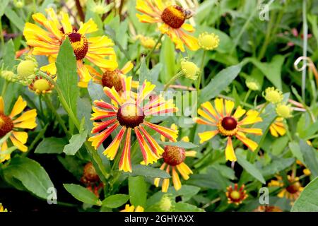 Helenium autumnale ‘Loysder Wieck’ Niesen-Karneval – gelbe Blumen mit rotem Mottle und eingefärbten Blütenblättern, August, England, Großbritannien Stockfoto