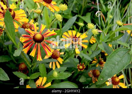 Helenium autumnale ‘Loysder Wieck’ Niesen-Karneval – gelbe Blumen mit rotem Mottle und eingefärbten Blütenblättern, August, England, Großbritannien Stockfoto