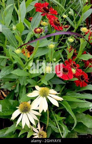 Helenium autumnale ‘Moerheim Beauty’ rote Blüten, Echinacea purpurea ‘White Swan’ weiße Blüten, August, England, Großbritannien Stockfoto