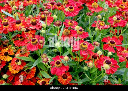 Helenium autumnale ‘Moerheim Beauty’ Niesen Moerheim Beauty – rote Blüten mit gekerbten Blütenblättern, August, England, Großbritannien Stockfoto