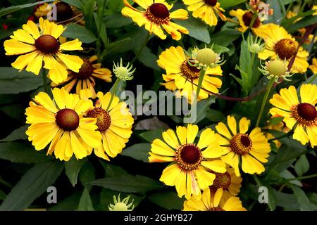 Helenium autumnale ‘Zimbelstern’ Niesen-Cymbal Star – gelbe Blüten mit braunem Zentrum, August, England, Großbritannien Stockfoto