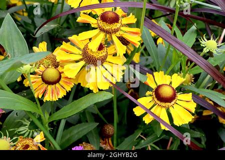 Helenium autumnale ‘Zimbelstern’ Niesen-Cymbal Star – gelbe Blüten mit braunem Zentrum, August, England, Großbritannien Stockfoto