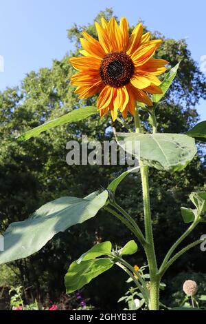 Helianthus annuus ‘Evening Sun’ Sonnenblume Abendsonne – mittelgroße gelbe Blütenköpfe mit orangefarbener Wäsche an sehr hohen Stielen, August, England, Großbritannien Stockfoto