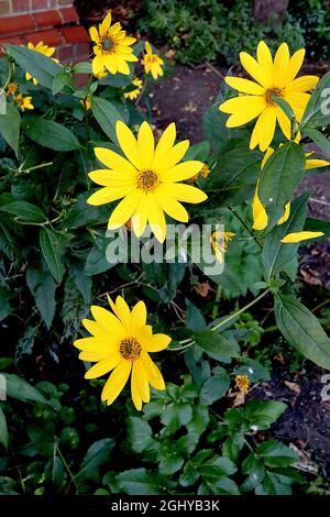 Helianthus ‘Lemon Queen’ Sonnenblume Lemon Queen – kleine, zitronengelbe Blüten mit gelbem Zentrum auf mittleren Stielen, August, England, Großbritannien Stockfoto