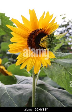 Helianthus annuus ‘Russian Giant’ Sunflower Russian Giant – mittelgroße Blütenköpfe mit langen goldgelben Blütenblättern an sehr hohen Stielen, August, Großbritannien Stockfoto