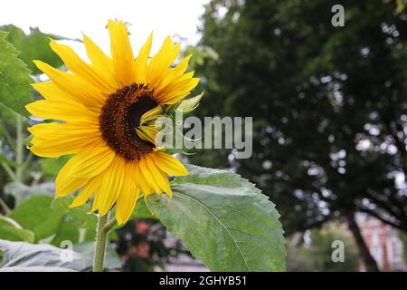 Helianthus annuus ‘Russian Giant’ Sunflower Russian Giant – mittelgroße Blütenköpfe mit langen goldgelben Blütenblättern an sehr hohen Stielen, August, Großbritannien Stockfoto