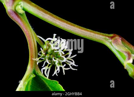 Weibliche Blüte der schwarzen Maulbeere, Morus nigra, eine blühende Pflanze oder Angiospermae aus der Familie der Moraceae, genannt Kätzchen. Stockfoto