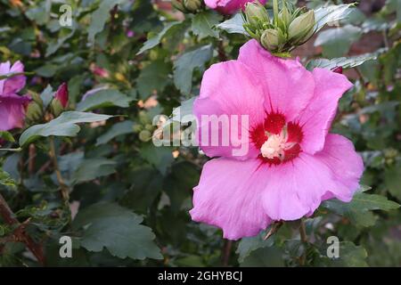 Hibiscus syriacus ‘Woodbridge’ Rose von Sharon Woodbridge – tiefrosa Blüten mit roter Mitte, August, England, Großbritannien Stockfoto