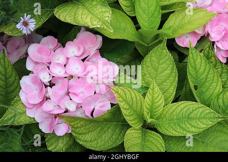 Hortensia macrophylla ‘All Summer Beauty’ Hortensia All Summer Beauty – mittelgroße rosa Blüten mit weißem Zentrum und frischen grünen Blättern mit grünen Adern Stockfoto