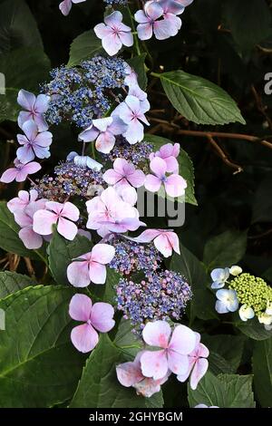 Hortensia macrophylla ‘Blue Wave’ Hortensia Blue Wave – hellblaue und rosa Blüten, kleine blaue Blütenstände, August, England, Großbritannien Stockfoto