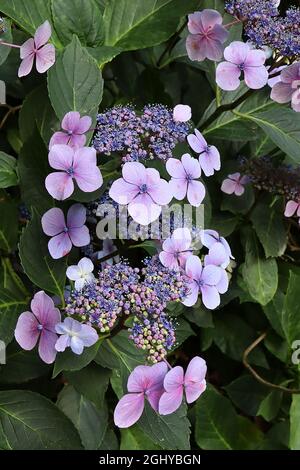 Hortensia macrophylla ‘Blue Wave’ Hortensia Blue Wave – hellblaue und rosa Blüten, kleine blaue Blütenstände, August, England, Großbritannien Stockfoto