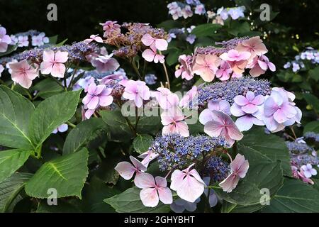 Hortensia macrophylla ‘Blue Wave’ Hortensia Blue Wave – hellblaue und rosa Blüten, kleine blaue Blütenstände, August, England, Großbritannien Stockfoto