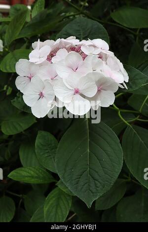 Hortensia macrophylla ‘Lets Dance Diva’ Hortensia Lets Dance Diva – große weiße Blütenblätter und kleine dunkelrosa Blüten, August, England, Großbritannien Stockfoto