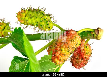 Frühe Stadien der Mulberry Morus Nigra-Frucht, die die Ansammlung zahlreicher Steinfrüchte zeigt, die die essbare Frucht bilden Stockfoto