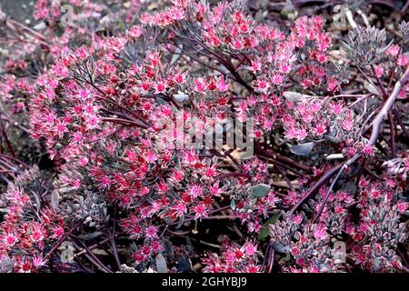 Hylotephium tephium ‘Purple Emperor’ Sedum Purple Emperor – tiefrosa sternförmige Blüten, lila grüne fleischige Blätter und dunkelrote Stiele, August, Stockfoto