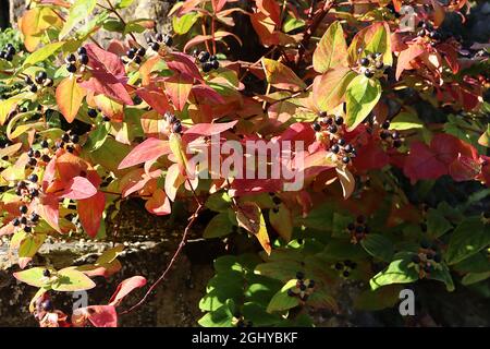 Hypericum androsaemum / tutsan shrubby Johanniskraut – glänzende schwarze Beeren, gegenüberliegende Paare von frisch-grün gefärbtem Rot, August, England, Großbritannien Stockfoto