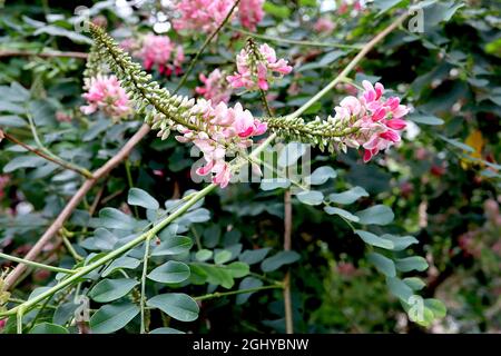 Indigofera jucunda River / auffälliger Indigo - spitze Blütenspitzen von sehr blassrosa Blüten mit tiefrosa Kiel, kleinen obovaten Blättern, August, England, Stockfoto