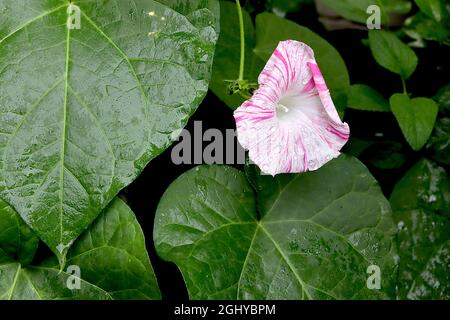 Ipomoea purpurea ‘Carnevale di Venezia’ Morning Glory Carnevale di Venezia – weiße trichterförmige Blüten mit rosa Streifen, August, England, Großbritannien Stockfoto