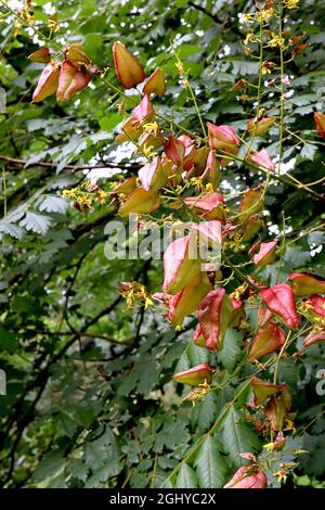 Koelreuteria paniculata Stolz Indiens – kleine gelbe Blüten, große aufgeblasene hellgrüne und rote Samenkapseln, zinnig geteilte Blätter, August, Großbritannien Stockfoto