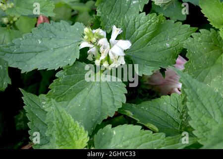 Lamium Album weiße Brennnessel – weiße Kapuzenblumen und große, mittelgrüne Ovatblätter, August, England, Großbritannien Stockfoto