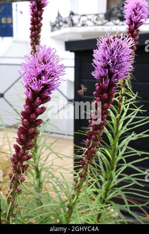 Liatris spicata ‘Kobold’ Button Snakewort – dichte Trauben flauschiger Blüten mit Lavendelbändigen Blütenblättern, August, England, Großbritannien Stockfoto