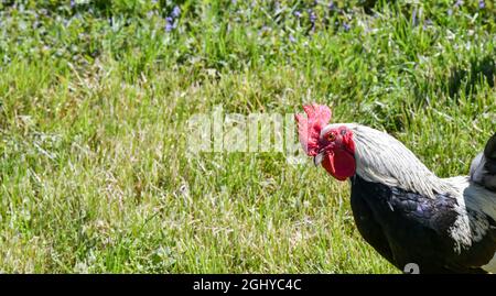 Schwarz-weißer Hahn, der im Gras herumstreckend ist Stockfoto