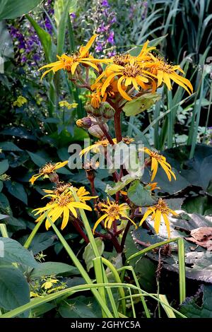 Ligularia dentata ‘Desdemona’ Sommerragwort Desdemona – dunkelgelbe Gänseblümchen-ähnliche Blüten auf dicken verzweigten Trauben, August, England, Großbritannien Stockfoto