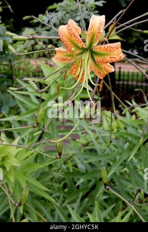 Lilium henryi Henrys Lilie - orangefarbene Blüten mit grünen Basalflecken und stark reflexierten Blütenblättern, August, England, Großbritannien Stockfoto