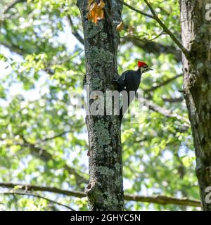 Großer, rothaariger Specht im Wald Stockfoto