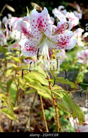 Lilium speciosum var rubrum auffällige Lilie – weiße Blüten mit tiefrosa Flecken und reflexartigen Blütenblättern, August, England, Großbritannien Stockfoto