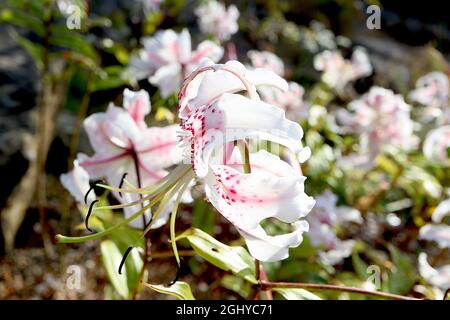 Lilium speciosum var rubrum auffällige Lilie – weiße Blüten mit tiefrosa Flecken und reflexartigen Blütenblättern, August, England, Großbritannien Stockfoto