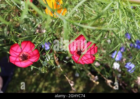 Linum grandiflorum ‘rubrum’ scharlachroten Flachs – dunkelrosa Blüten mit hellgelbem Halo, braunem Ring, dunkelrosa Adern und karmesinroten Rändern, August, England, Stockfoto