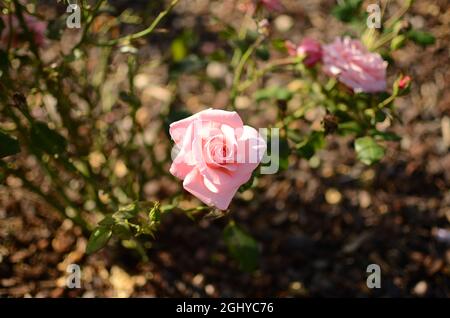 Farbenfrohe Rosafarbene Rosenblume Im Botanischen Garten. Stockfoto