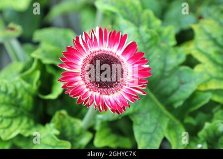 Nahaufnahme einer rosa Gerbera-Gänseblümchen-Blume Stockfoto