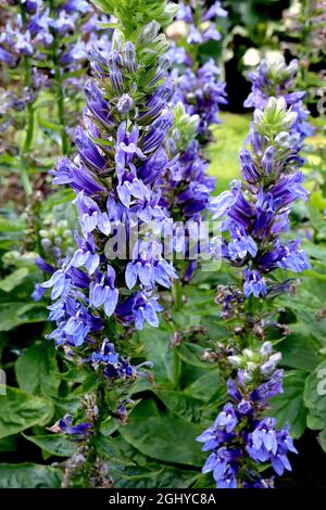 Lobelia siphilitica, blaue Karindenblüte – aufrechte Trauben von violett-blauen Blüten und schmalen, lanzförmigen Blättern, August, England, Großbritannien Stockfoto